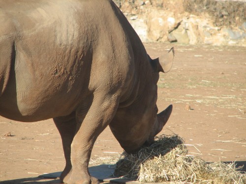 Rhino at Monarto zoo