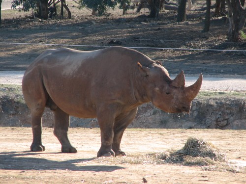 Rhino at Monarto Zoo