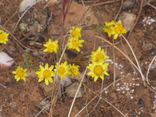 Wildflowers in the Greg Duggan Reserve