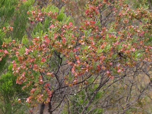 Mallee Hop-bush (Dodonaea subglandifulera