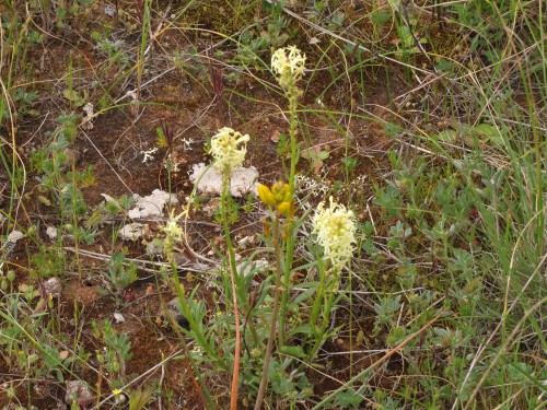 Wildflowers in the Greg Duggan Reserve