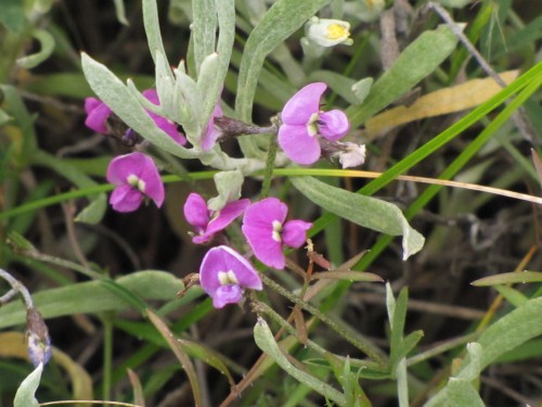 Wildflowers in the Greg Duggan Nature Reserve