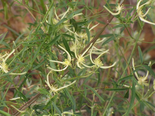 Wildflowers in the Greg Duggan Nature Reserve