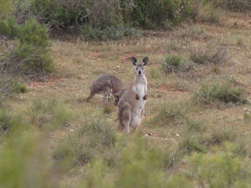 Western Grey Kangaroo - with a joey in the pouch?