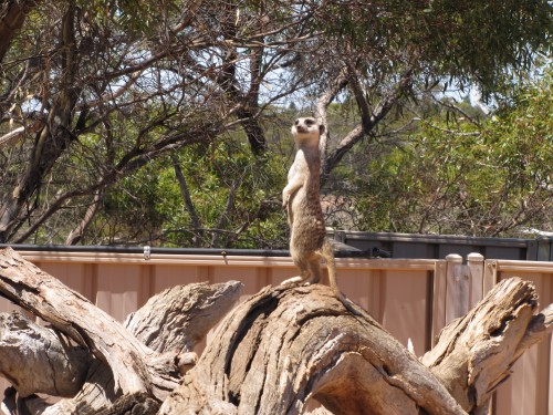 Meerkat on guard at Monarto Zoo