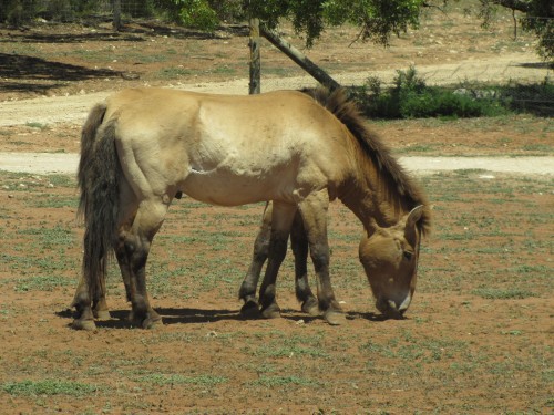 Przewalski’s Horse, Monarto Zoo, South Australia