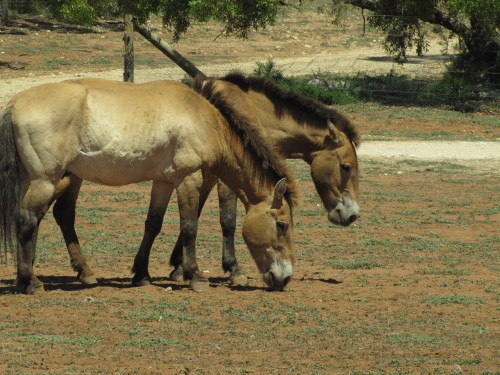 Przewalski’s Horse, Monarto Zoo