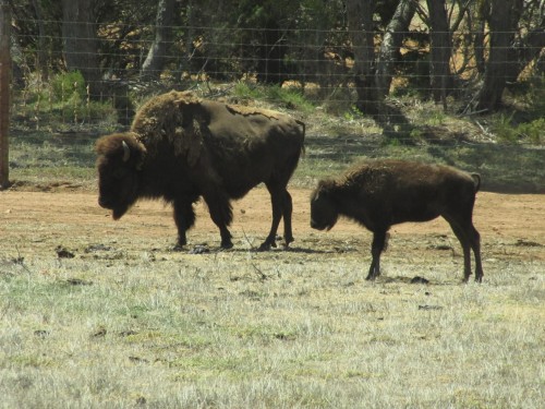 American Bison at Monarto Zoo, South Australia