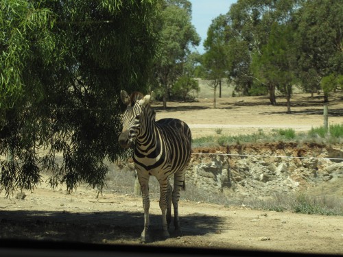 Plains Zebra at Monarto Zoo, South Australia