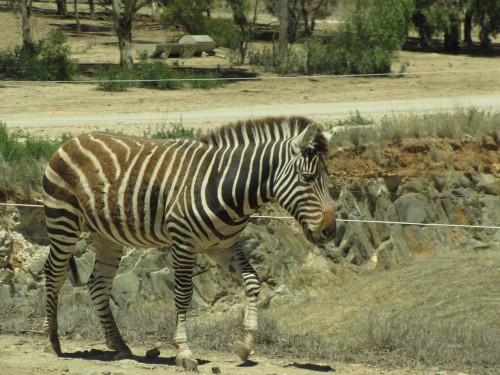 Plains Zebra at Monarto Zoo, South Australia