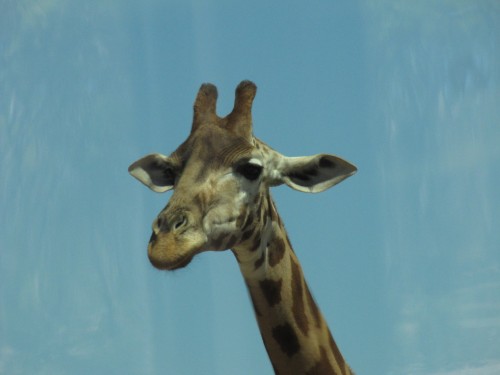 Giraffe at Monarto Zoo South Australia