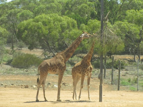 Monarto Zoo South Australia