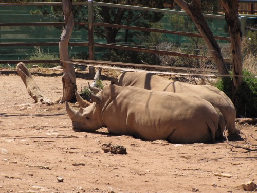 Rhinos, Monarto Zoo