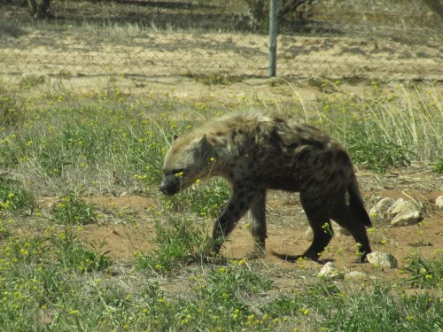 Spotted Hyena, Monarto Zoo