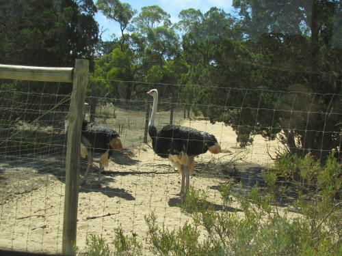 Ostrich, Monarto Zoo