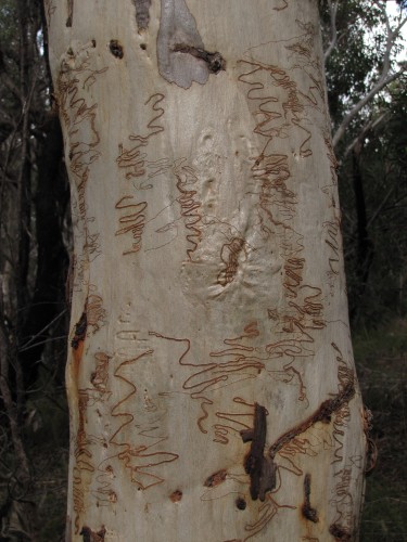 Trunk of a scribbly gum