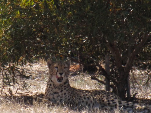 Cheetah at Monarto Zoo