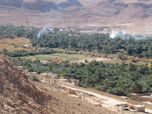 Date palms in the Ziz Valley