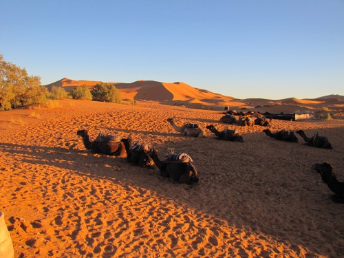 Camels waiting for us in the Sahara