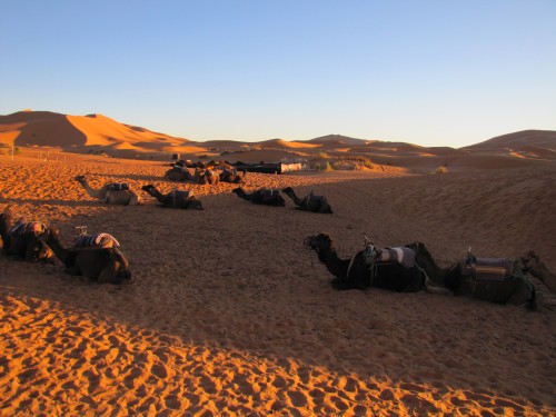 Our camels waiting to take us into the Sahara