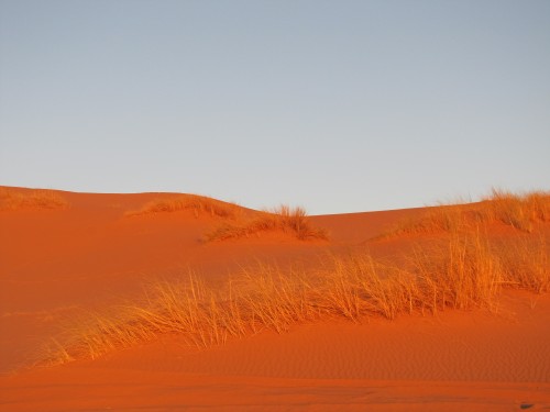 Plants in the Sahara sunrise
