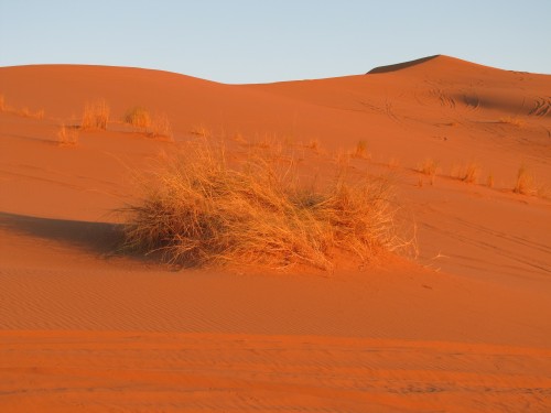 Plants in the Sahara sunrise