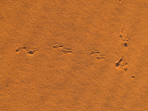 tracks of a bird (?) in the Sahara