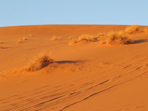 Tracks in the desert