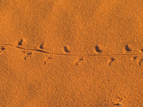 Reptile tracks in the Sahara