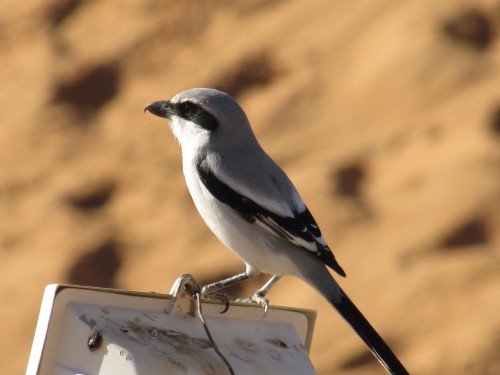 Southern Grey Shrike at Merzouga in Morocco
