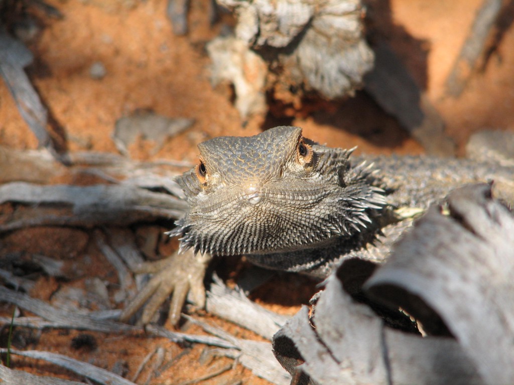 150 Gallon Bearded Dragon Tank – The Bearded Dragon Blog