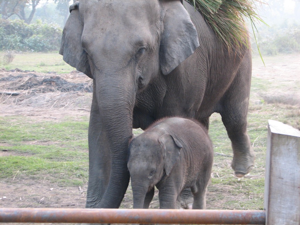 Elephant Breeding Centre, Nepal - Trevor's Travels