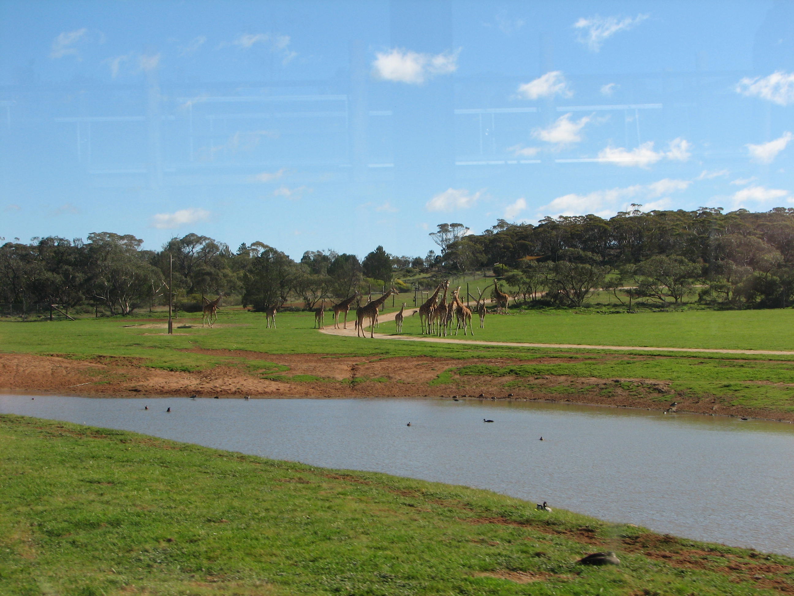 Giraffes at Monarto Zoo, South Australia - Trevor's Travels