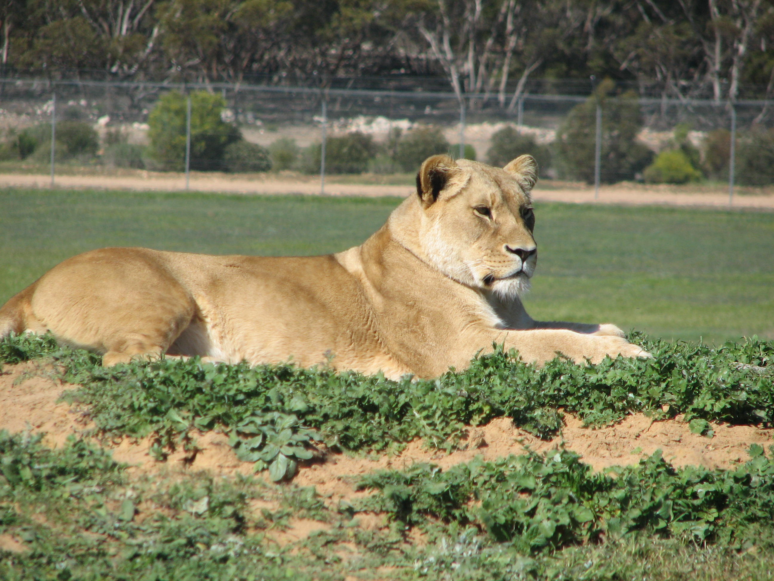 Lions, Monarto Zoo, South Australia - Trevor's Travels