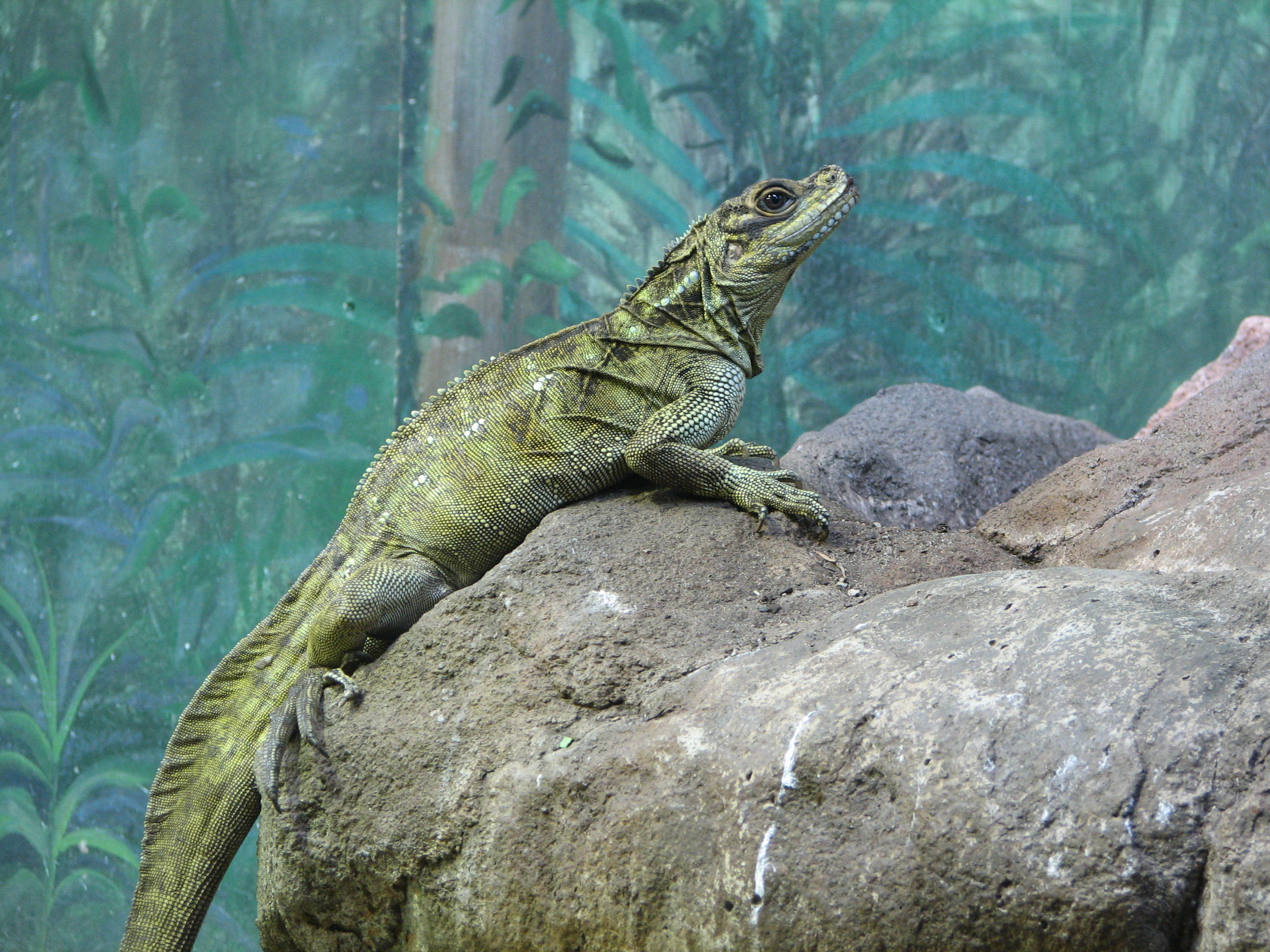 Sydney Reptile Expo 2025 Viola Maressa