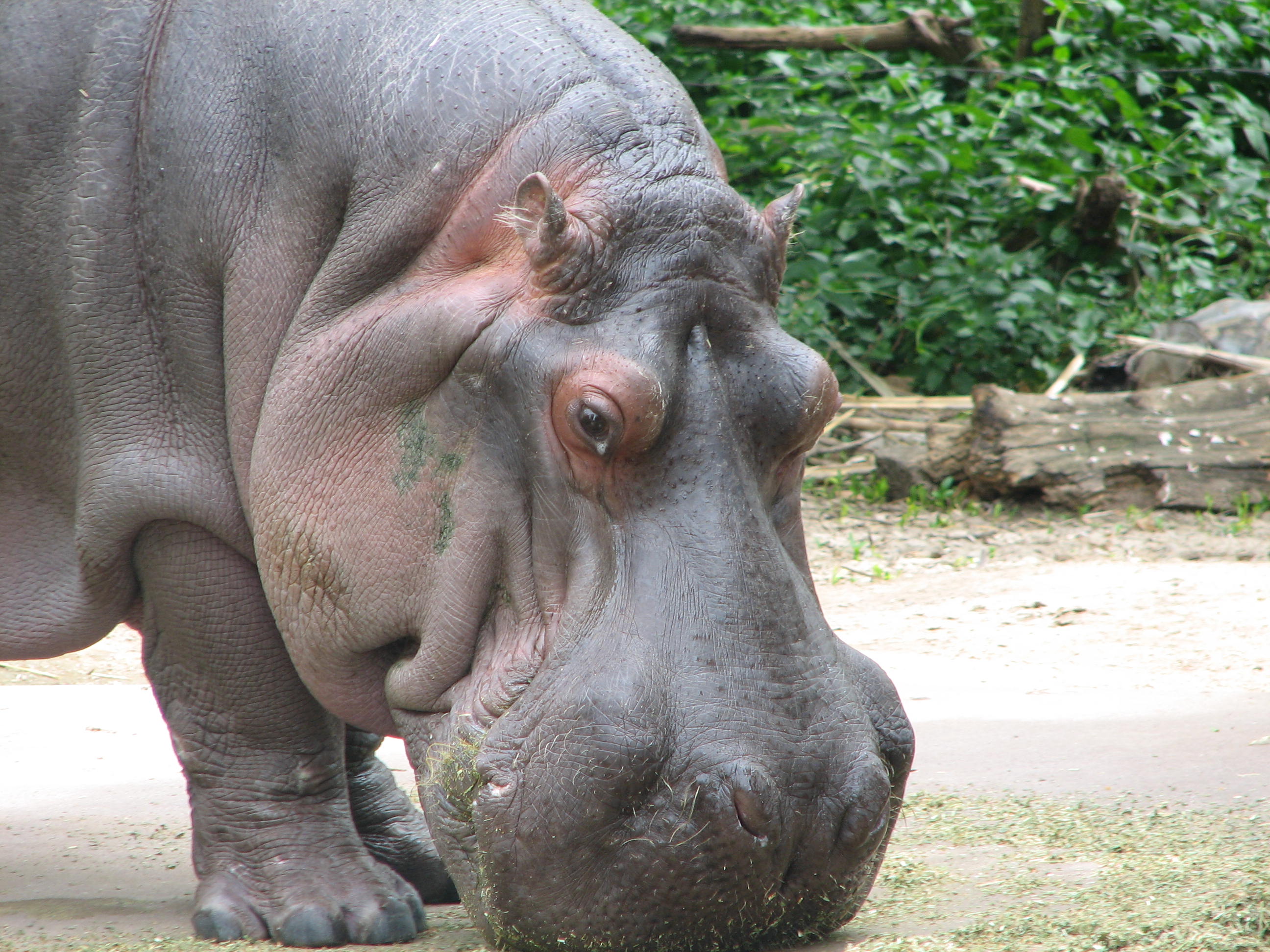 Hippopotamus, Adelaide Zoo - Trevor's Travels