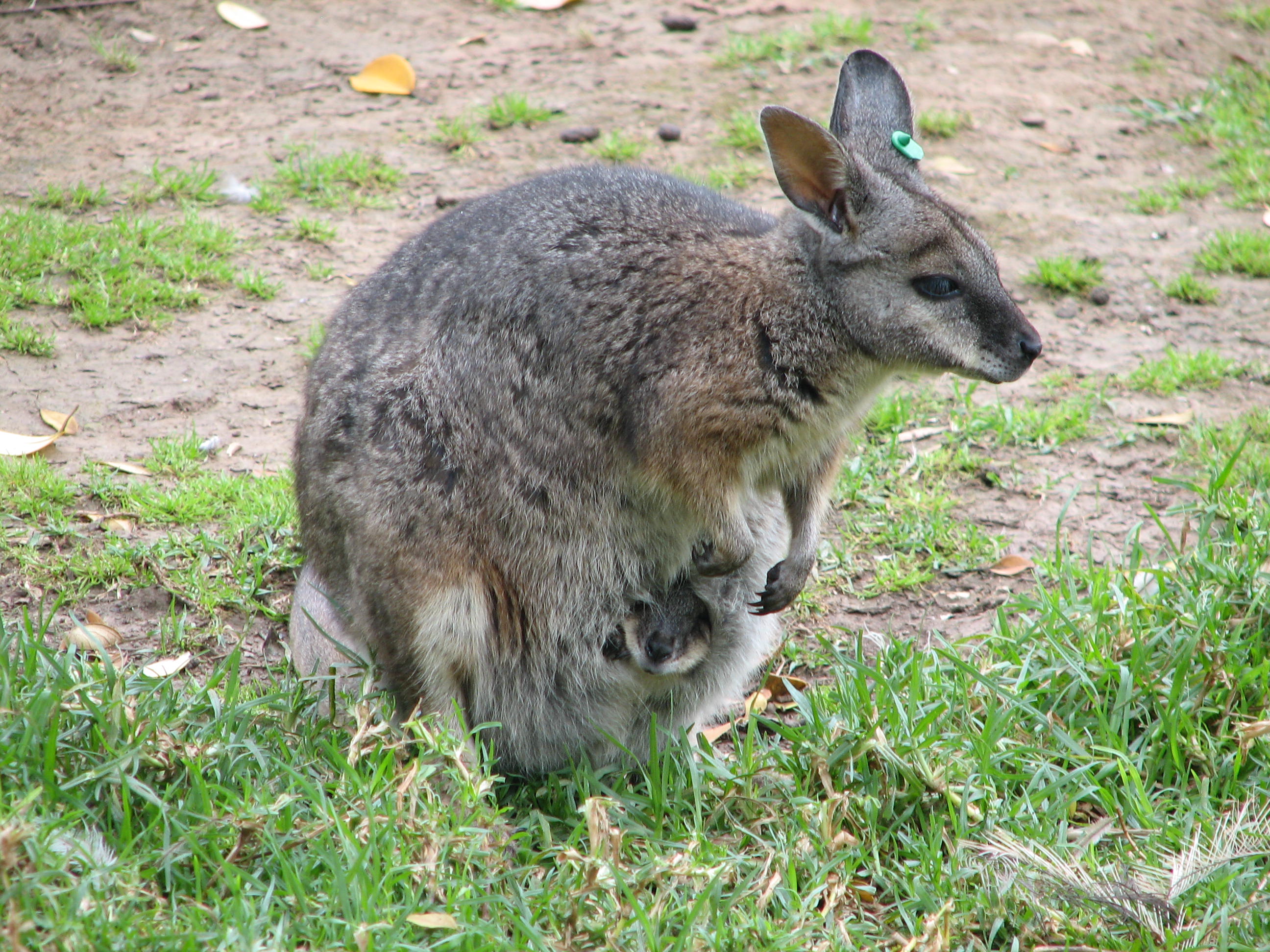 Tammar Wallaby, Adelaide Zoo - Trevor's Travels