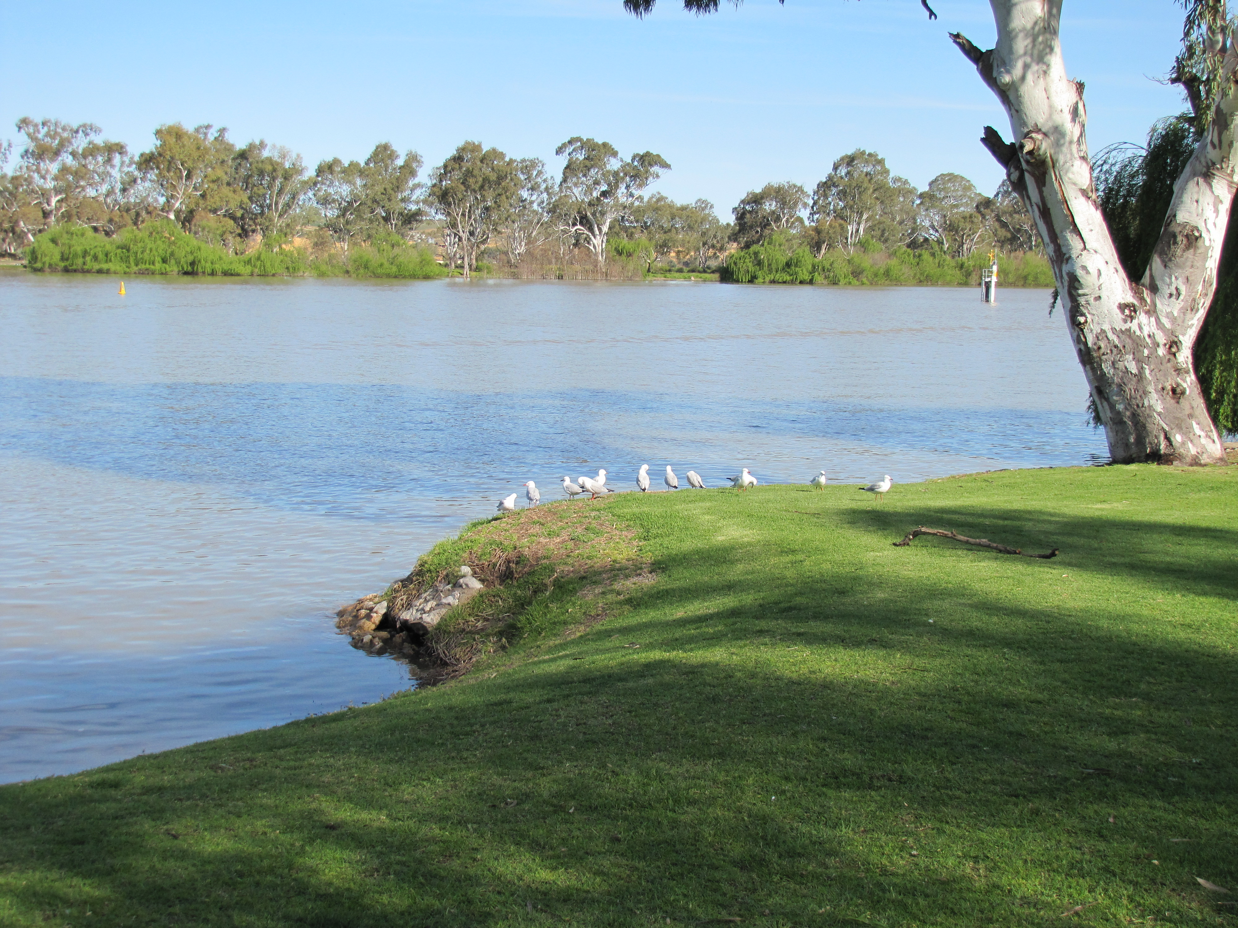 Murray River, Mannum, South Australia - Trevor's Travels