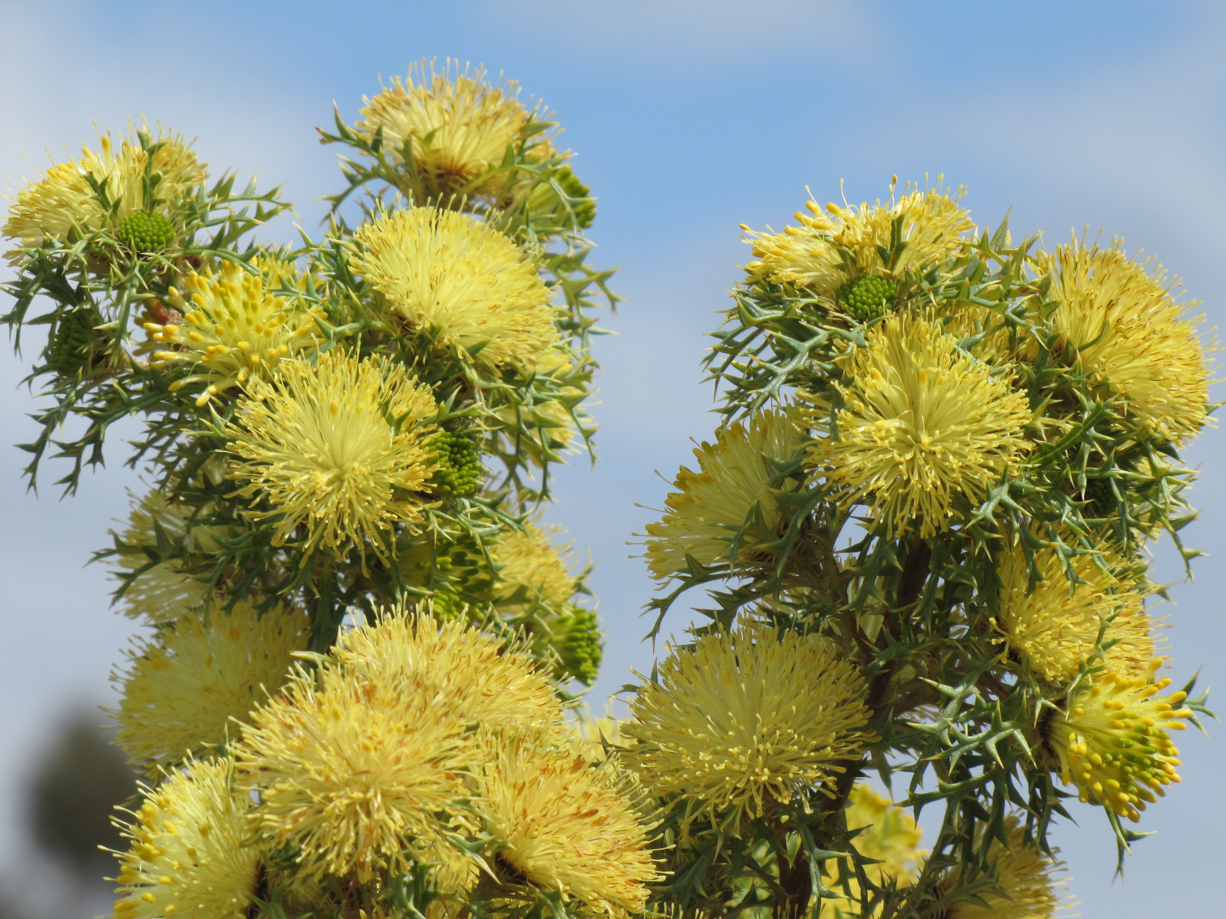 Australian Native Plants, Pangarinda Arboretum, Wellington, South